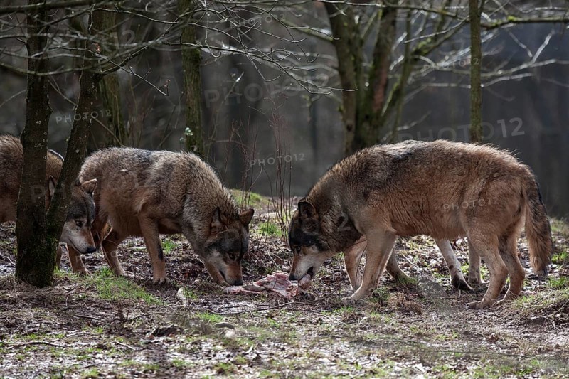 Two wolves