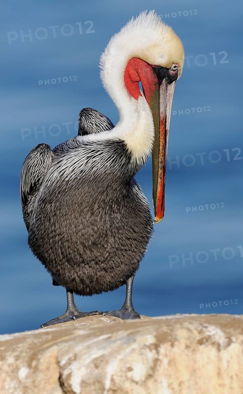 Brown Pelican