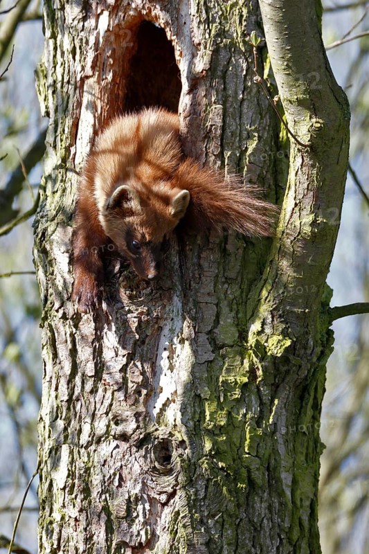 European pine marten