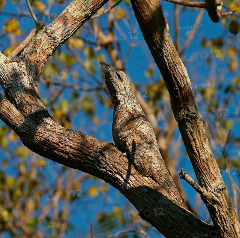 Great potoo