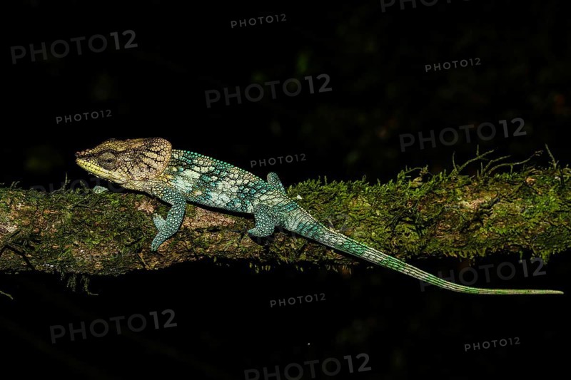 Amber Mountain chameleon