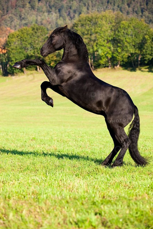 Friesian horse on hind legs