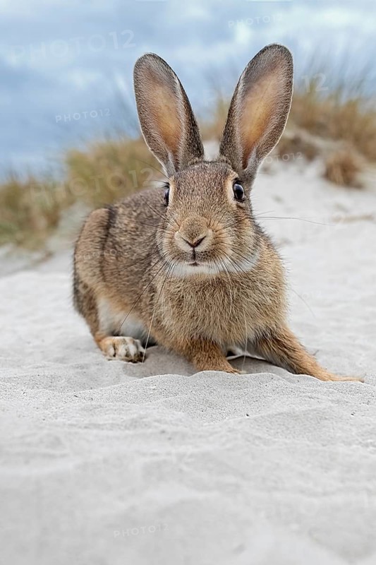 Wild rabbit