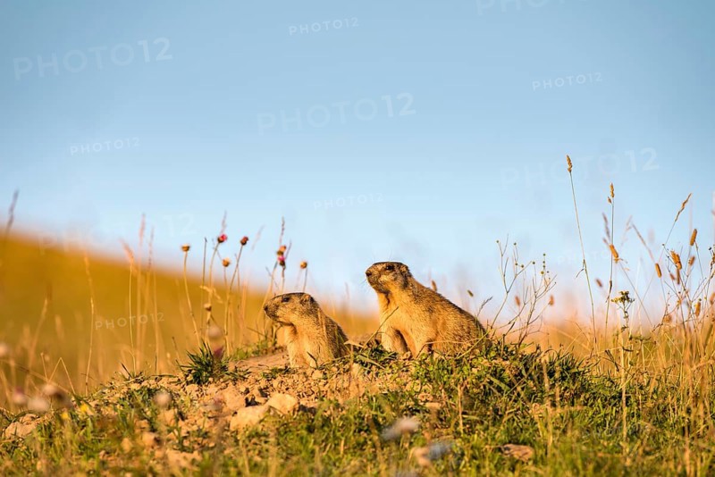 Marmots