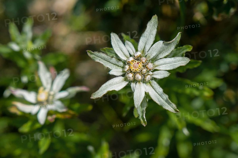 Edelweiss