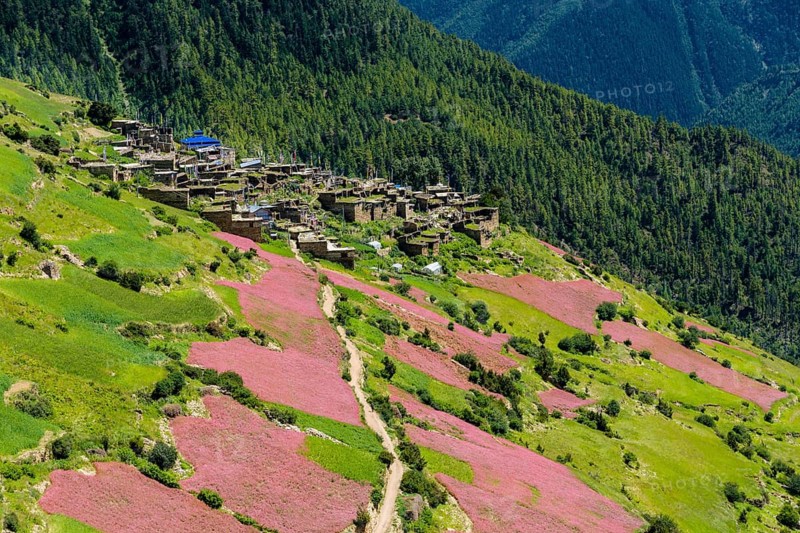 Agricultural landscape with pink buckwheat fields in blossom