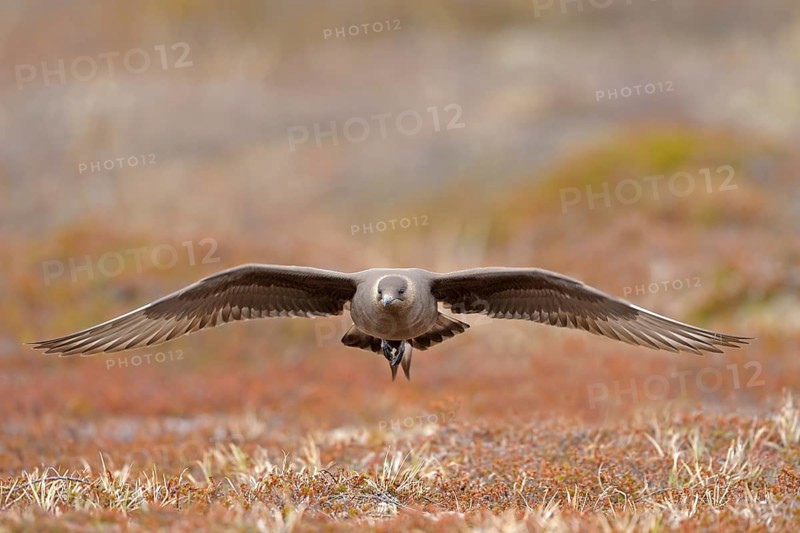 Long-tailed skua or long-tailed jaeger