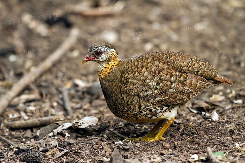Green-legged partridge