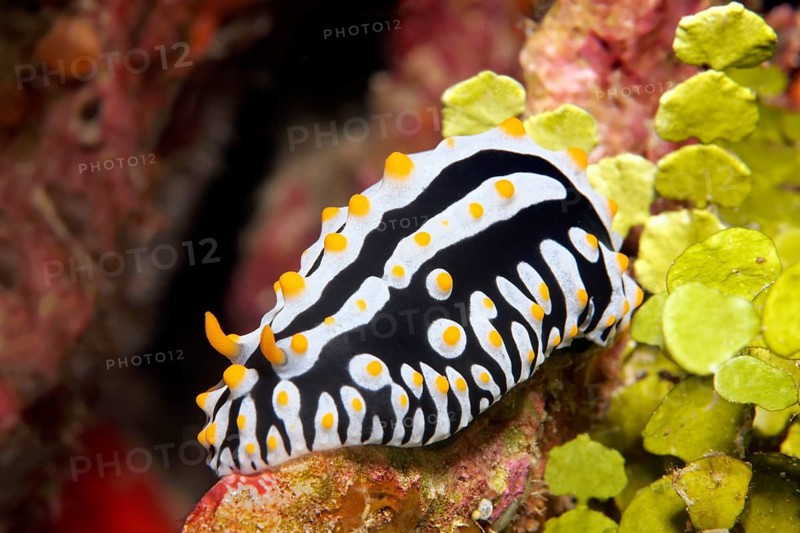 Varicose Wart Slug