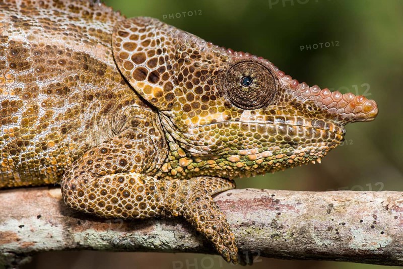 Short-horn chameleon
