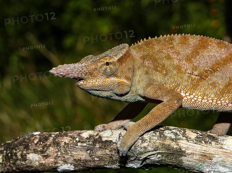 Madagascar two-horned chameleon