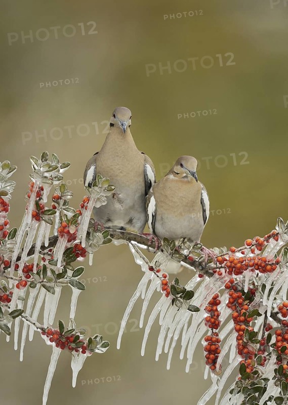 White-winged Doves
