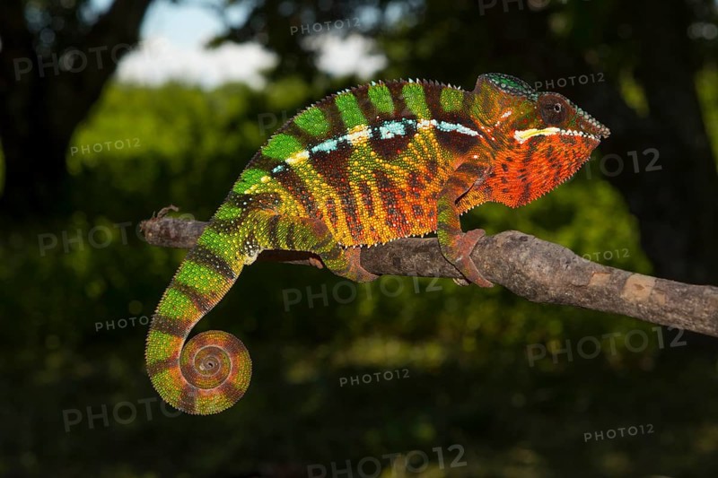 Panther chameleon