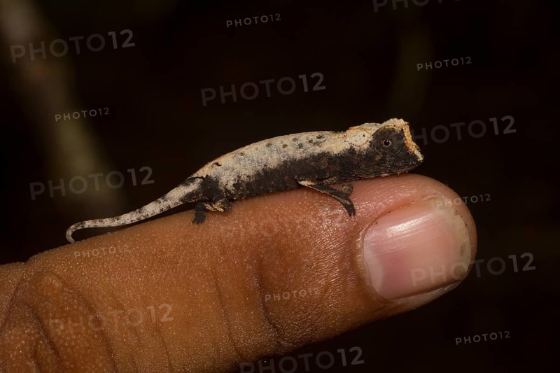 Plated leaf chameleon