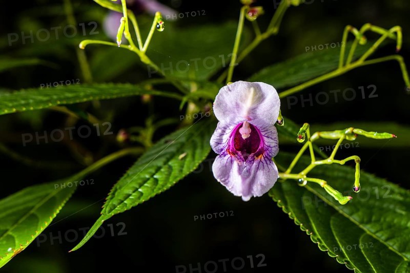 Blooming blossom of Policeman's helmet