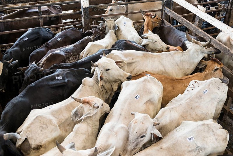 Cramped cattle in auction hall