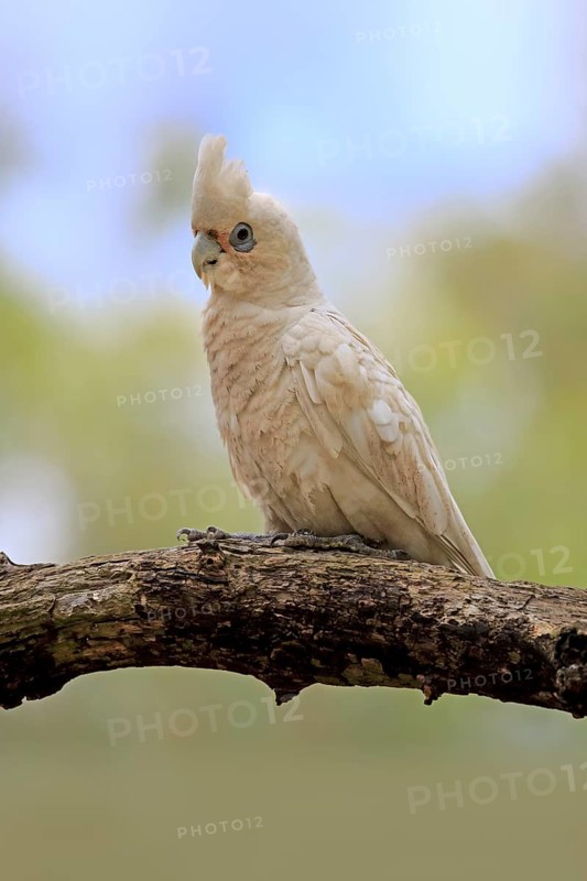 Little Corella