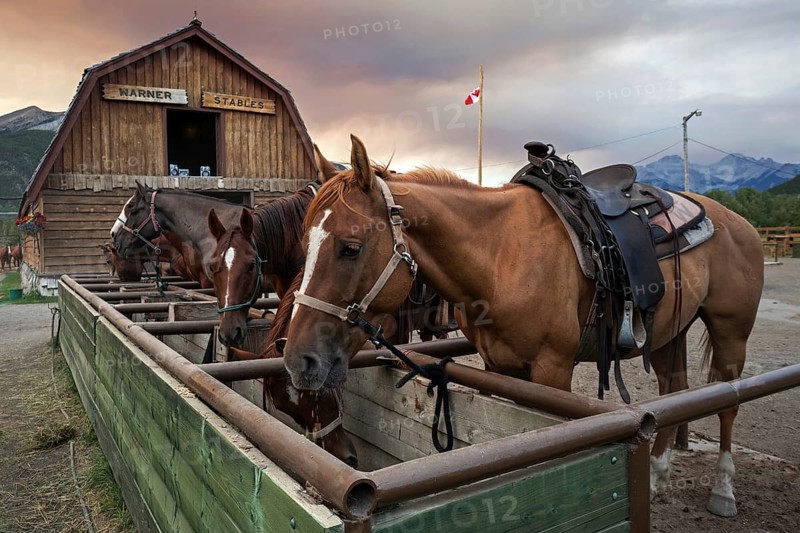 Riding horses at a horse farm