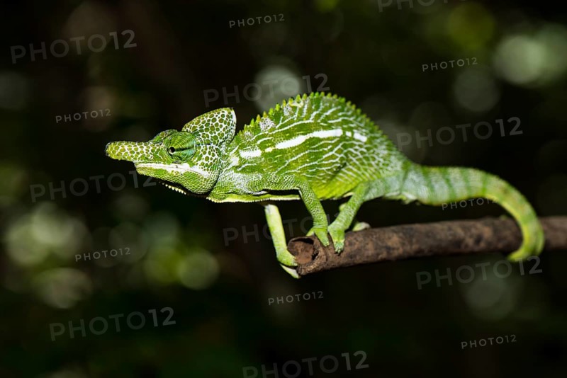 Labord's chameleon