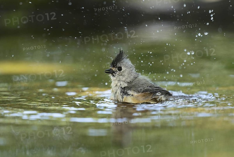 Tufted titmouse