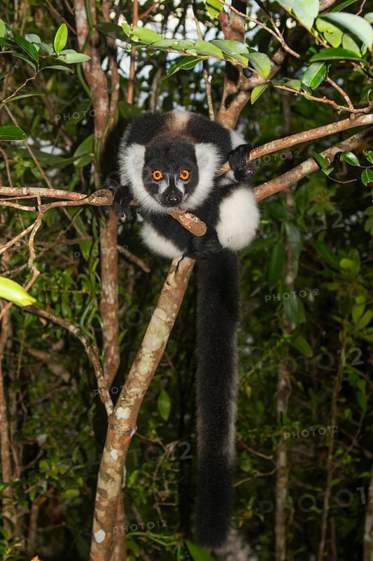 Black-and-white ruffed lemur