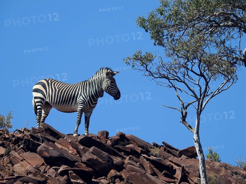 Hartmann's Mountain Zebra