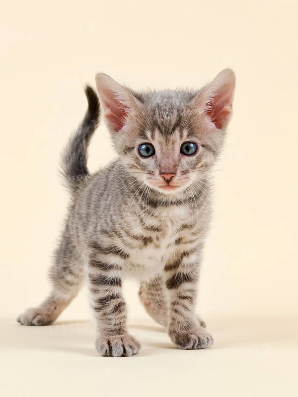 Toyger