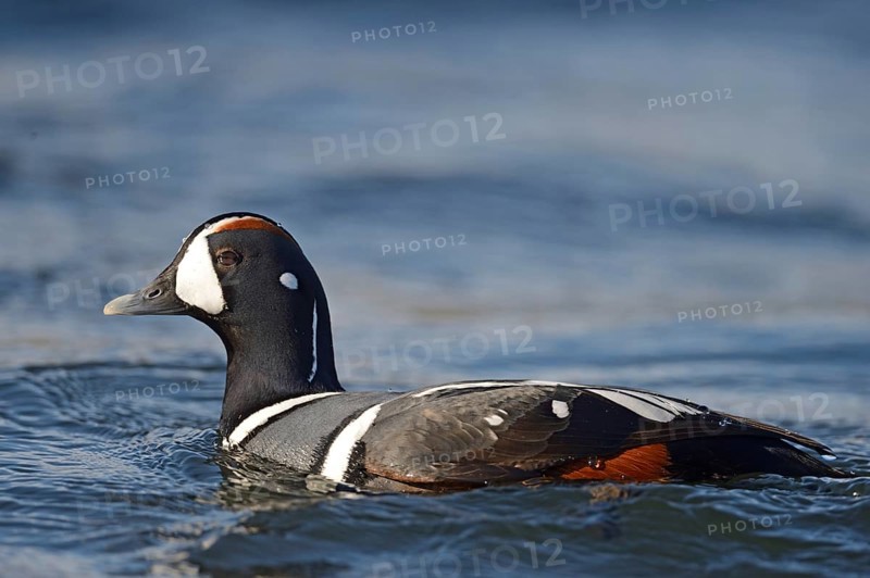 Harlequin duck