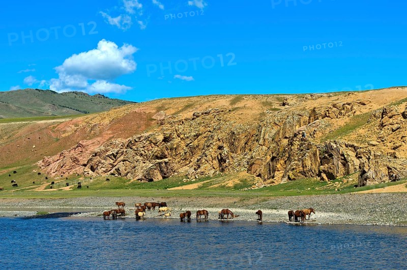 Herd of horses on the Orchon River