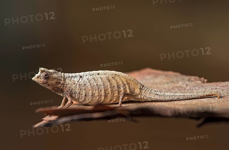 Earth Chameleon