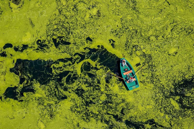 Aerial view of rowboat traveling through water weed