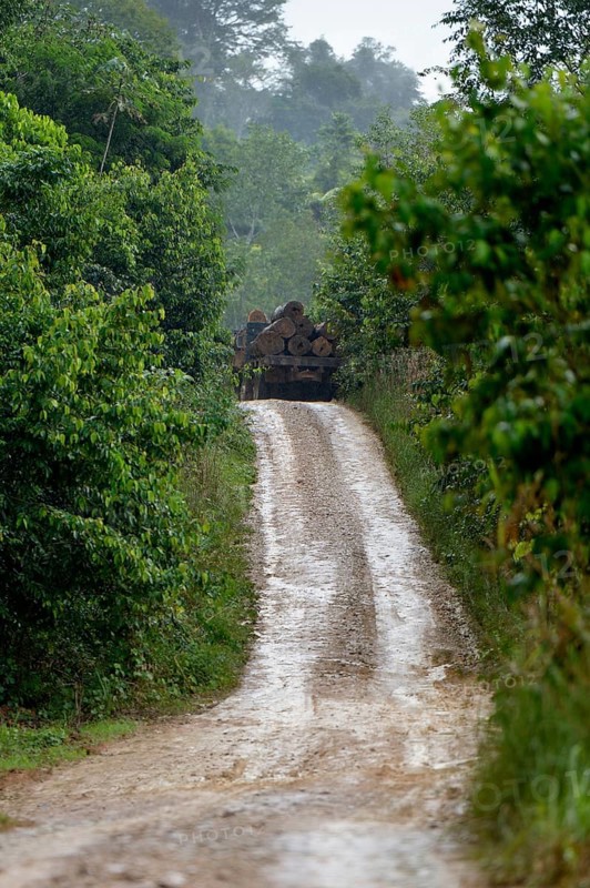 Trucks loaded with tree trunks
