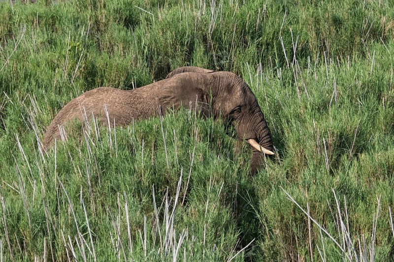 African Elephant