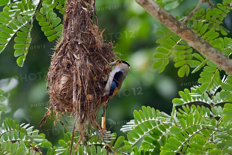 Silver-breasted broadbill