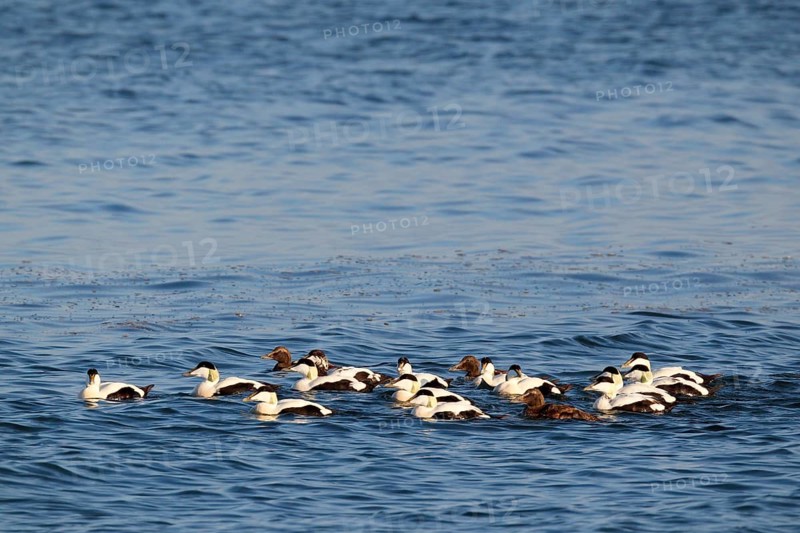 Common eider ducks