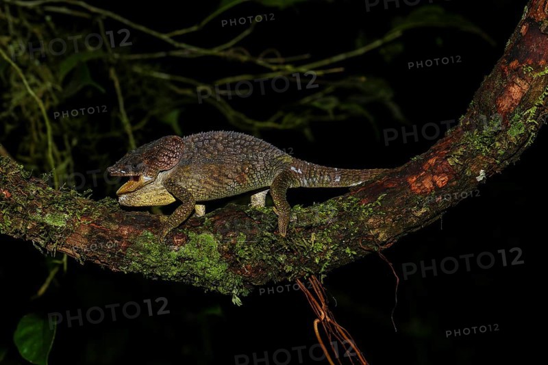 Amber Mountain chameleon