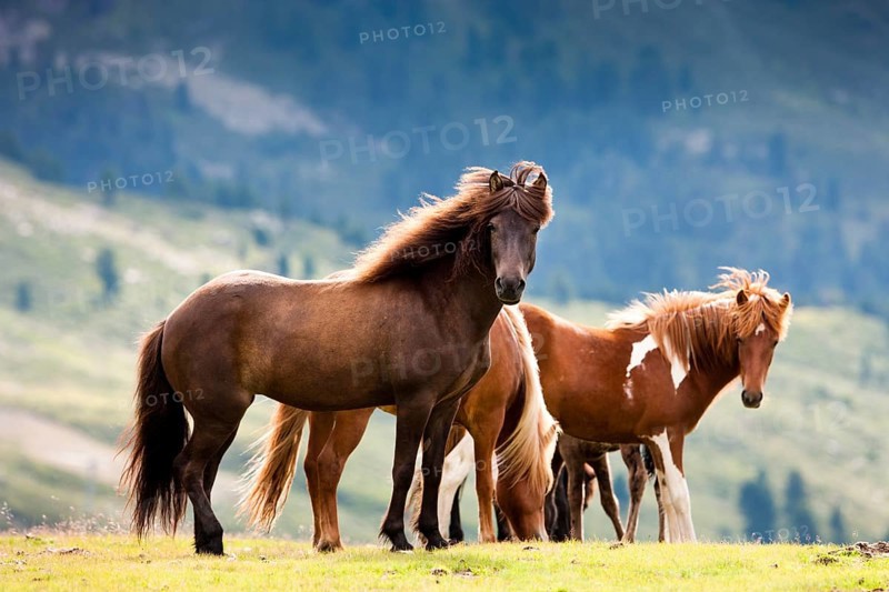 Liver Chestnut and Sorrel Pinto Icelandic in a pasture
