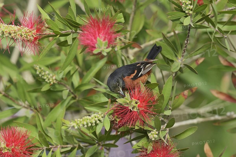 Orchard Oriole