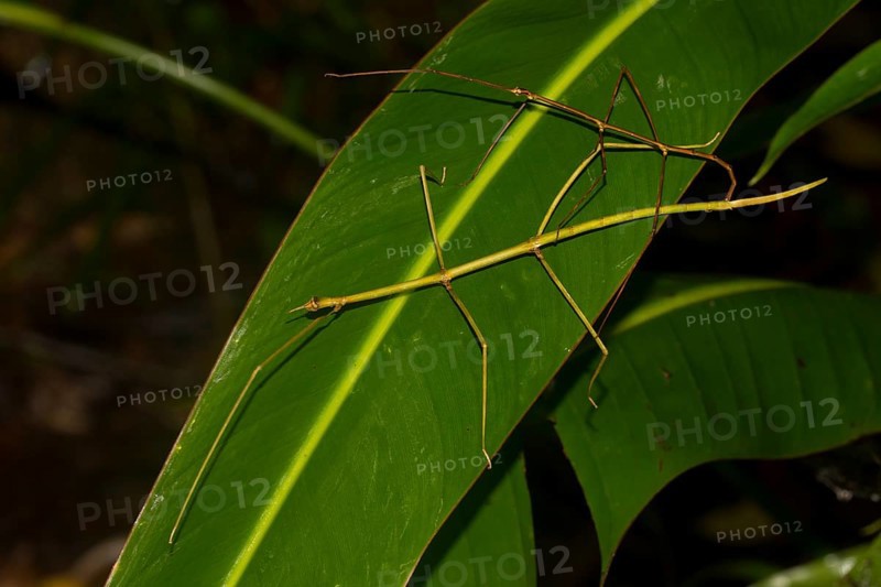 Stick insects