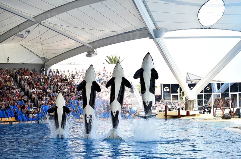 Orcas