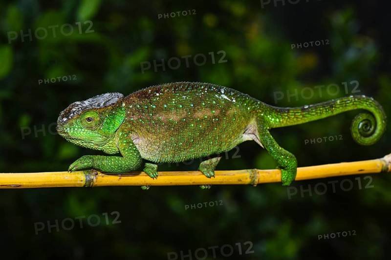 O'Shaughnessy's chameleon
