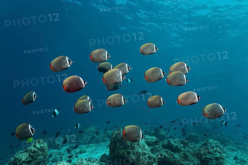 School of red-tailed butterfly fish