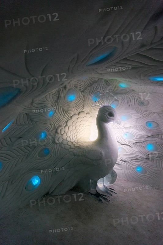 Peacock made of ice