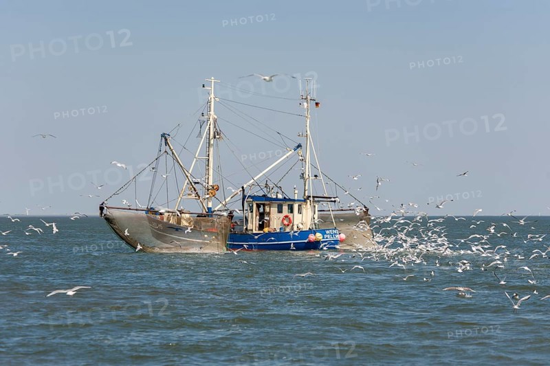 Fishcutter with casted nets at crabs catching