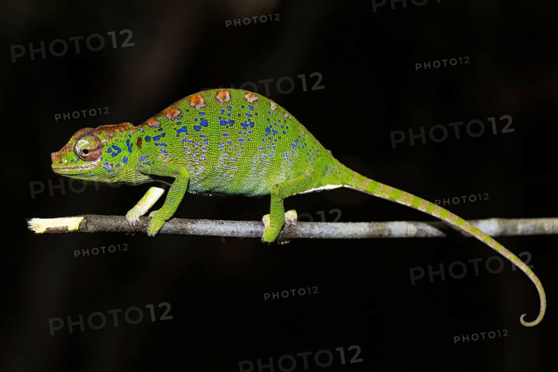 Labord's chameleon