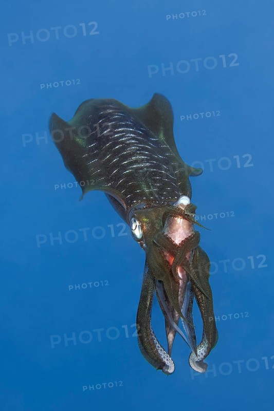 Bigfin reef squid