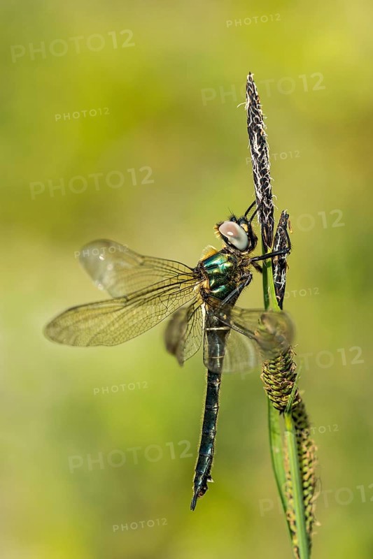 Alpine emerald