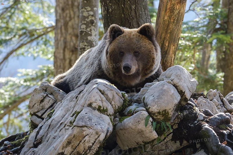 European brown bear or Eurasian Brown Bear