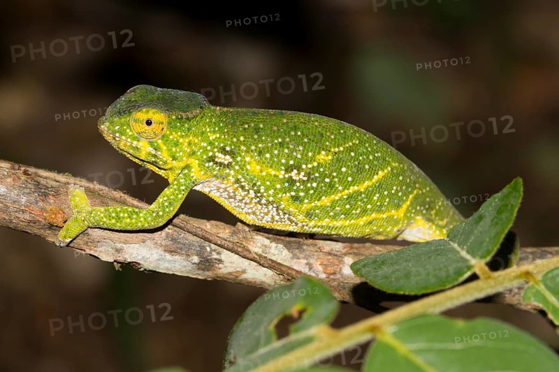 Canopy chameleon or Will's chameleon