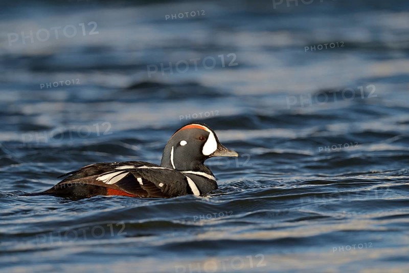 Harlequin duck